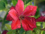 John Howells - Clematis viticella - Waldrebe