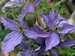 Sunny Sky - Clematis viticella - Ital. Waldrebe