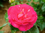Ile de Fleurs - Strauchrose