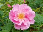 Apple Jack - Wildrose Strauchrose