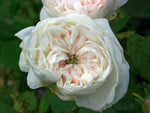 Mme Hardy - Damaszenerrose Strauchrose