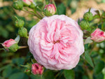 Mariatheresia - Beetrose