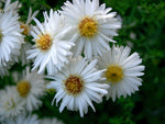 Glattblattaster 'Schneekuppe'