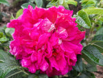 Caspar David Friedrich Rugosa - Strauchrose