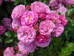 Allevia - Moschusrose Strauchrose
