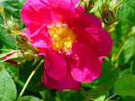 Duchesse of Portland - Portlandrose Strauchrose