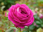 Ebb Tide - Beetrose