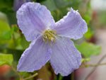 Blue Angel - Clematis viticella - Waldrebe