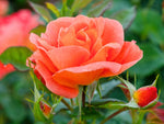 Orange Dawn - Kletterrose Climber