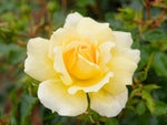 Spinelli - Strauchrose