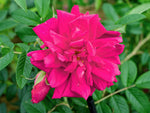 Wild Bird Rugosa - Kartoffelrose Strauchrose