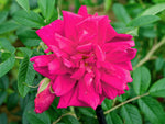 Wild Bird Rugosa - Kartoffelrose Strauchrose