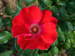 Amulett Mella - Bodendeckerrose