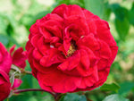 First Class - Kletterrose Climber