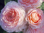 James Galway - Strauchrose