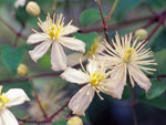 Paul Farges - Clematis vitalba - Waldrebe