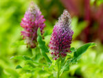 Purpur- oder Fuchsschwanzklee