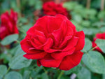 Grandhotel - Strauchrose