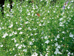 Bergbohnenkraut