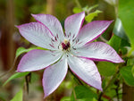 Omoshiro - Clematis patens - Waldrebe