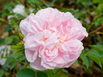 Stanwell Perpetual - Damascena-pimp. Strauchrose