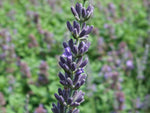Provence Lavendel - Grosso