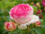 Eden Rose 85 - Strauchrose