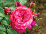 King George I - Beetrose