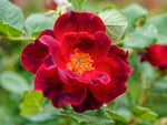 Zeelandia - Strauchrose