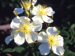 Kiftsgate - Kletterrose Rambler