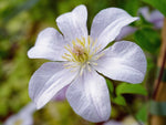 Huldine - Clematis viticella - Waldrebe