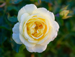 Yellow Pixie - Zwergrose