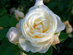 Uetersener Klosterrose - Kletterrose Climber