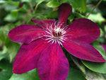 Westerplatte - Clematis patens - Waldrebe