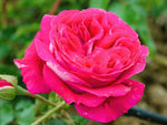 Maxim - Edelrose