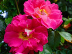 Bajazzo Kletterrose - Climber