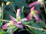 Triternata Rubromarginata - Clematis flammula