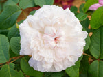 Weiße Jacques Cartier - Damaszenerrose Strauchros