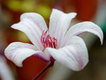 Princess Kate - Clematis texensis - Waldrebe