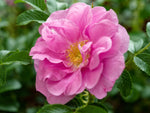 Hokkaido Rugosa - Kartoffelrose Strauchrose