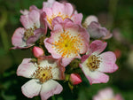 Kew Rambler - Kletterrose Rambler