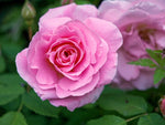 Fritz Nobis - Weinrose Wildrose Strauchrose