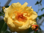 Morgensonne 88 - Kletterrose Climber