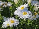 Kissenaster 'Kristina'