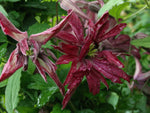 Rosalyn - Clematis viticella - Ital. Waldrebe