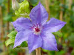 Perle d´Azur - Clematis jackmanii - Waldrebe