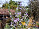 Rosmarin - Majorcan Pink