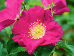 Arkansana - Wildrose Strauchrose