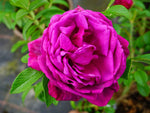 hr4-Rose Junimond - Rugosa- Kartoffelrose Str.
