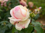 Meine Rose - Edelrose
